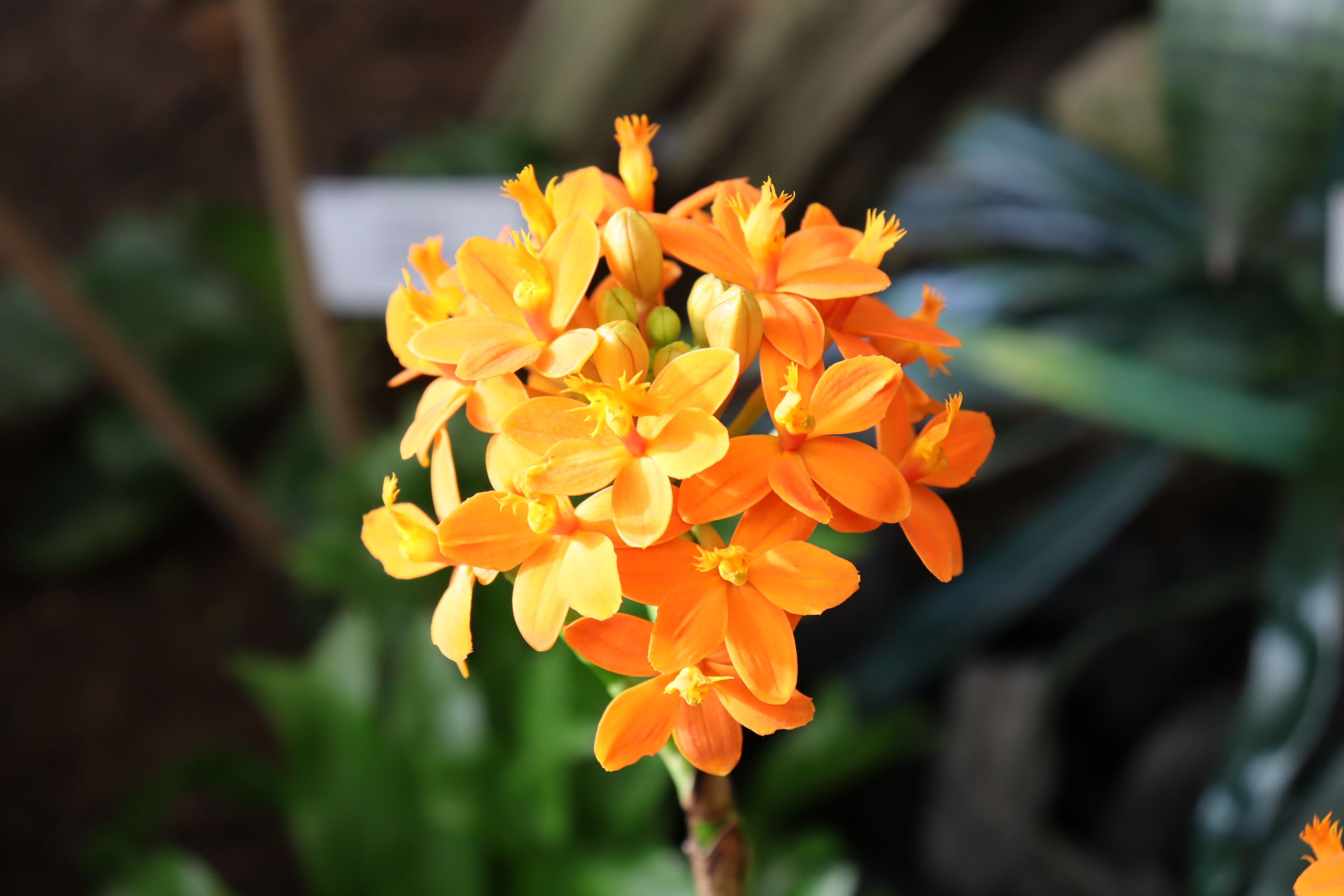 2023.04.03 Botaanika